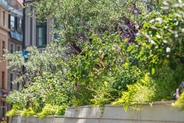 bahçede kaplarda güzel çiçekler