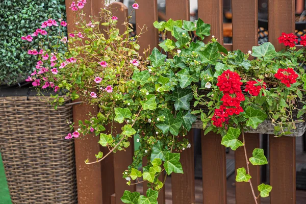 Mooie Bloemen Containers Tuin — Stockfoto