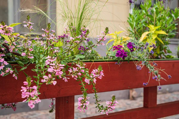 nice flowers in the containers in garden