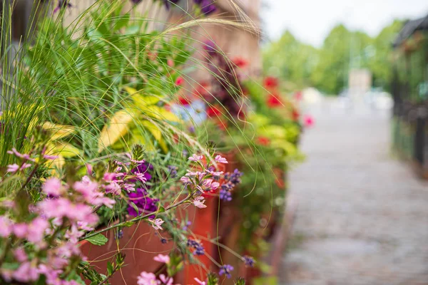 Pěkné Květiny Nádobách Zahradě — Stock fotografie