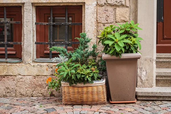 Nice Flowers Containers Garden — Stock Photo, Image