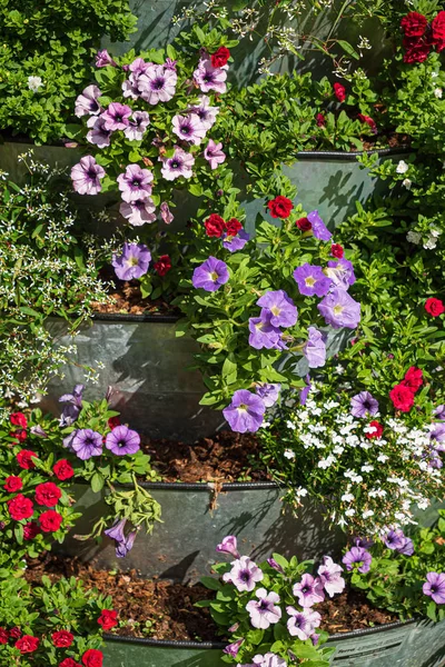 Ładne Kwiaty Pojemnikach Ogrodzie — Zdjęcie stockowe