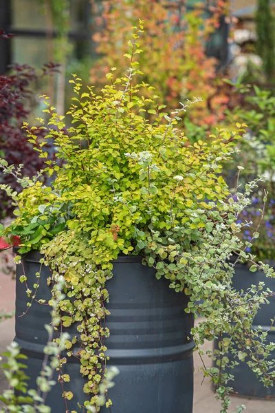 nice flowers in the containers in garden