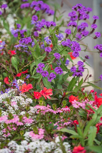 庭の容器の中の素敵な花 — ストック写真