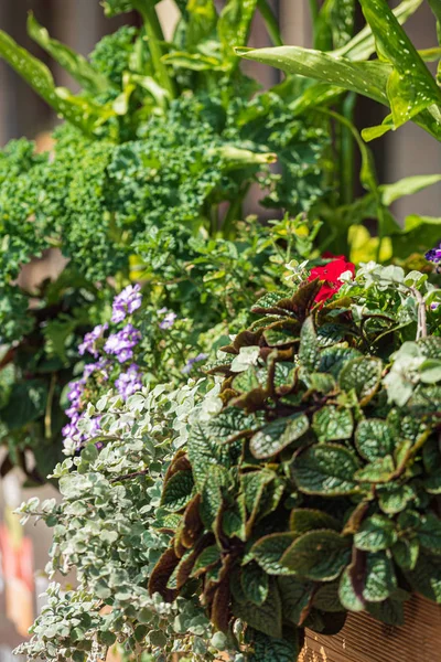 nice flowers in the containers in garden