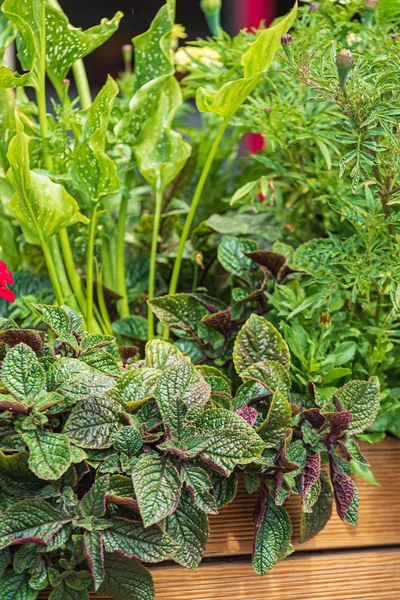 nice flowers in the containers in garden