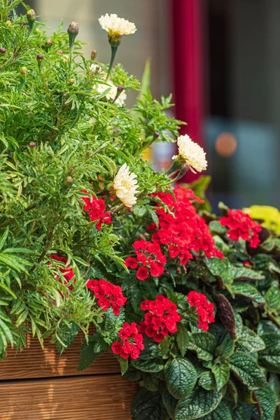庭の容器の中の素敵な花 — ストック写真