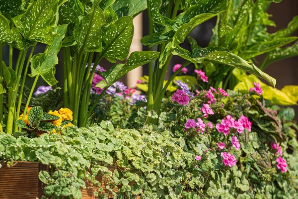 Красивые Цветы Контейнерах Саду — стоковое фото