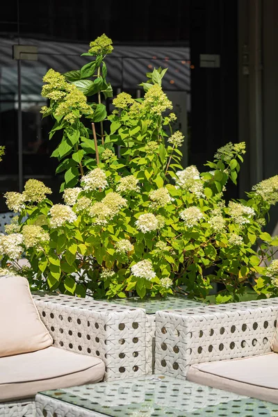 nice flowers in the containers in garden