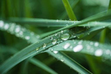 çimenler üzerinde yağmur damlaları, yakın