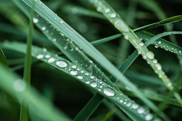 Regendruppels Het Gras Close — Stockfoto