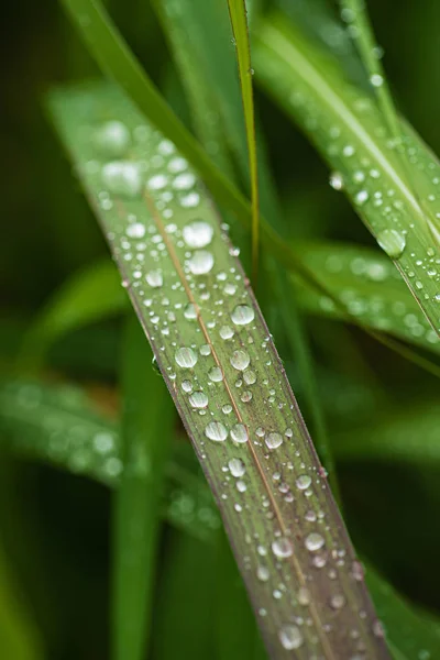 Gouttes Pluie Sur Herbe Gros Plan — Photo