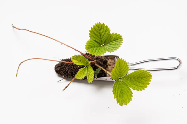 Growing Strawberry Plants Pot — Stock Photo, Image