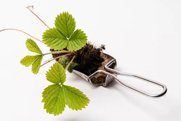 Growing Strawberry Plants Pot — Stock Photo, Image