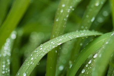 Çimenlerin üzerine yağmur damlaları