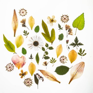 Kuru çiçekler beyazın üzerinde