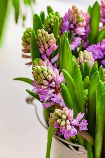 Flores Jacinto Brilhantes Vaso — Fotografia de Stock