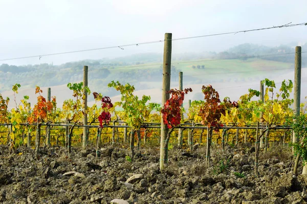 Herfst Wijngaard Italië — Stockfoto