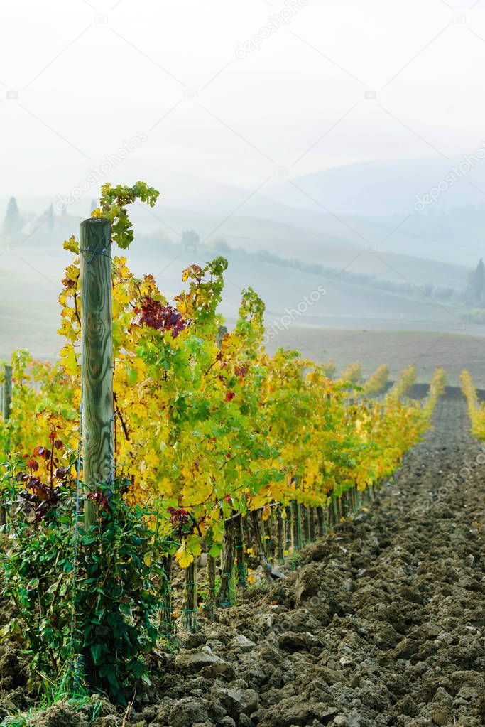 autumn vineyard in the Italy