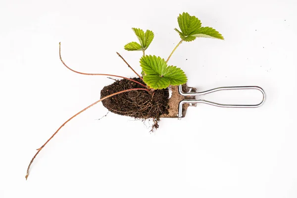 Growing Strawberry Plants Pot — Stock Photo, Image