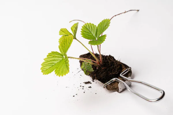 Growing Strawberry Plants Pot — Stock Photo, Image