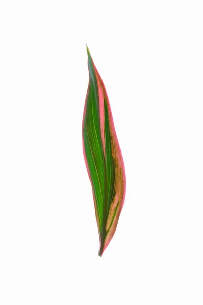 Frunze Izolate Alb — Fotografie, imagine de stoc