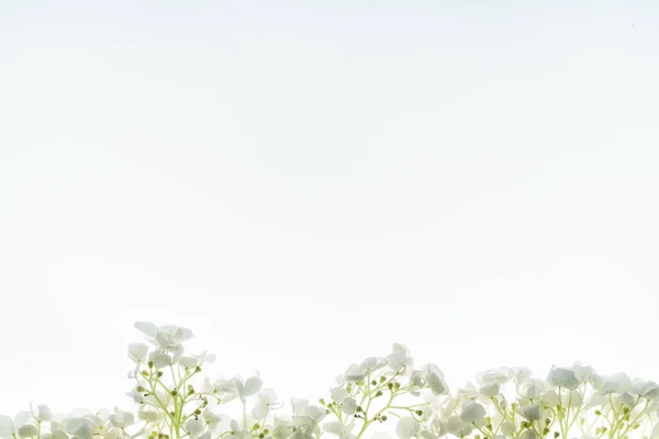 Floral Composition White Background — Stock Photo, Image