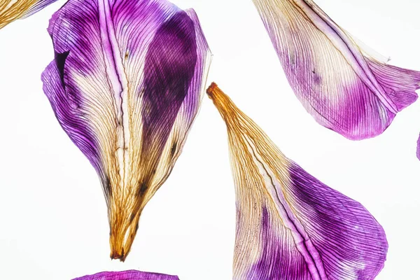 Iris Petals Close — Stock Photo, Image