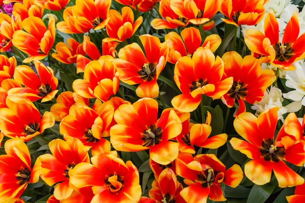 Tulipes Brillantes Dans Champ Printemps — Photo