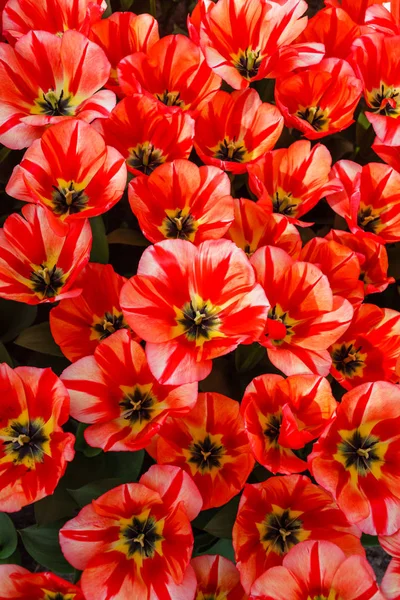 Tulipas Brilhantes Campo Primavera — Fotografia de Stock