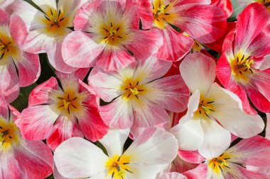 bahar tarlasında parlak laleler