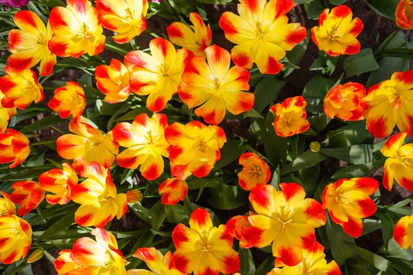 Tulipes Brillantes Dans Champ Printemps — Photo