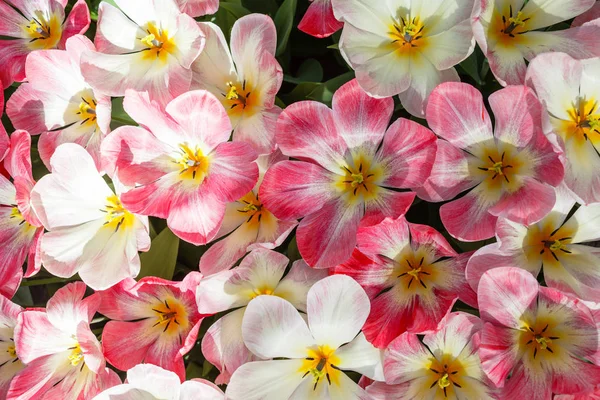 Fényes Tulipánok Tavasszal Területen — Stock Fotó