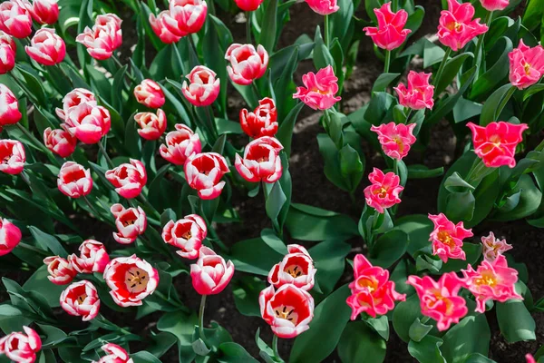 Fényes Tulipánok Tavasszal Területen — Stock Fotó