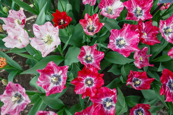 Heldere Tulpen Lente Veld — Stockfoto