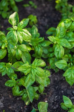 bahçede organik fesleğen