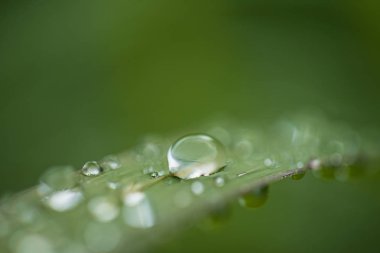 Çimenlerin üzerine yağmur damlaları