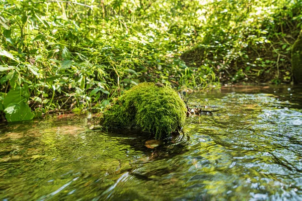 Rivière Forestière Avec Beaux Arbres Plantes — Photo