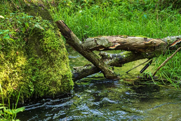 素敵な木々や植物を持つ森林の川 — ストック写真