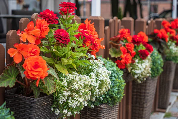Schöne Blumen Container — Stockfoto
