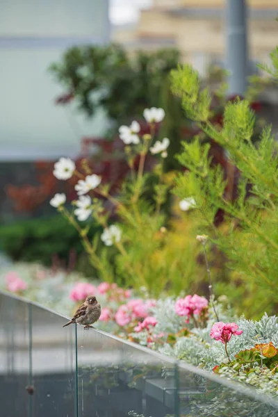 Bei Fiori Nei Contenitori — Foto Stock