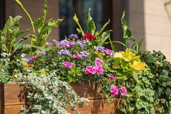 Nice Flowers Containers — Stock Photo, Image