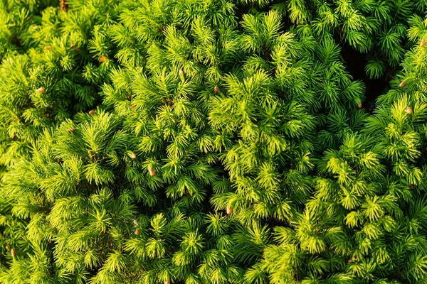 Jedlové Pozadí Hezká Textura Přírody — Stock fotografie