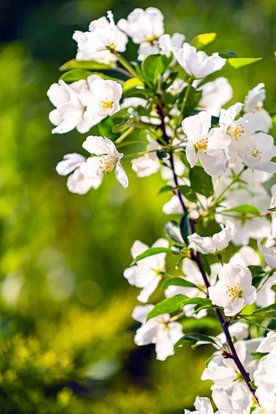 庭の春梨の花 クローズアップ — ストック写真