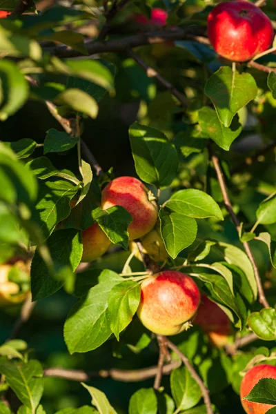 Manzanas Maduras Rama —  Fotos de Stock