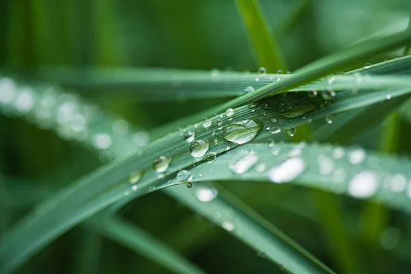 Rain Drops Grass — Stock Photo, Image