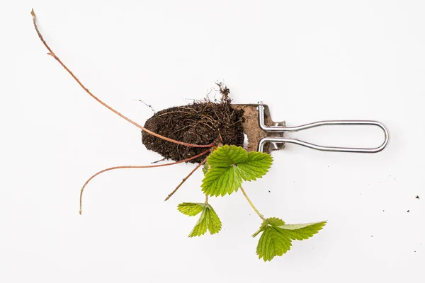 Growing Strawberry Plants Pot — Stock Photo, Image