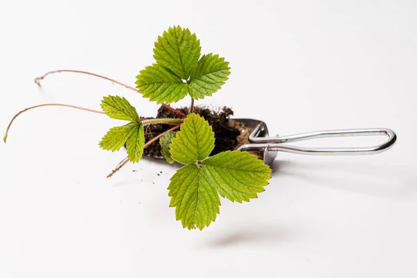 Growing Strawberry Plants Pot — Stock Photo, Image