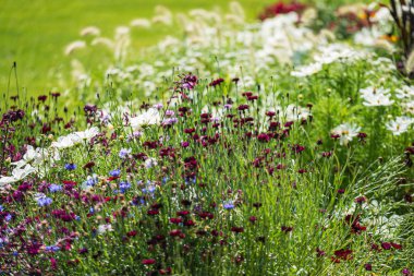güzel çiçekler ile güzel yaz alanı
