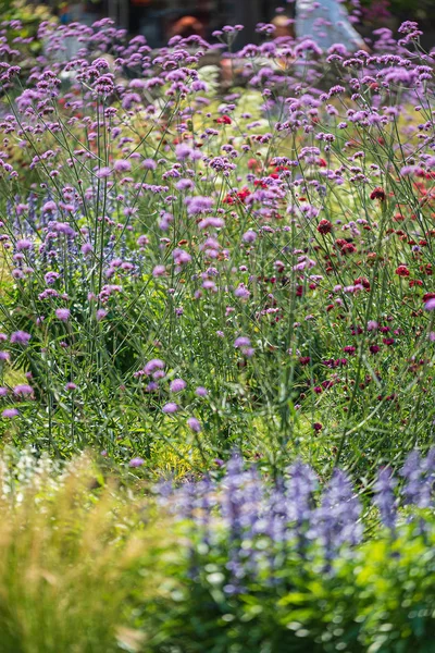 Summer Meadow Beautiful Flowers — Stock Photo, Image